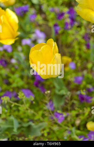 Gelbe parrot Tulpen mit Vergiss-mich-nicht-krautigen Pflanzen in einem Park Stockfoto