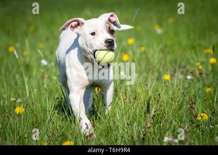 White Pit Bull Welpe spielt mit einem gelben Ball auf der Frühlingswiese Stockfoto