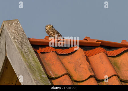 Minervas Eule - Athene noctua Stockfoto