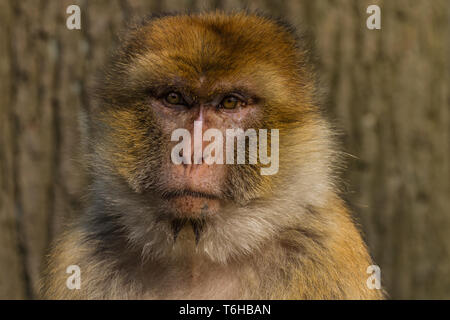 Barbary macaque, macaca sylvanus Stockfoto