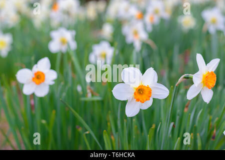 Narzisse Barrett Browning (kleine hohle Narzisse) Blumen Stockfoto