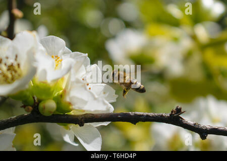 Chaenomeles speciosa Nivalis (japanische Quitte) Stockfoto