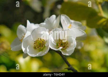 Chaenomeles speciosa Nivalis (japanische Quitte) Stockfoto