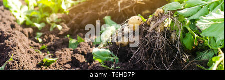 Eine Bush der jungen gelben Kartoffeln, Ernte, frisches Gemüse, agro-Kultur, Landwirtschaft, Nahaufnahme, gute Ernte, Detox, vegetarisches Essen. Banner Stockfoto