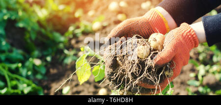 Bauer hält in seinen Händen eine Bush der jungen gelben Kartoffeln, Ernte, saisonale Arbeit im Feld, frisches Gemüse, agro-Kultur, Landwirtschaft, Nahaufnahme, Stockfoto