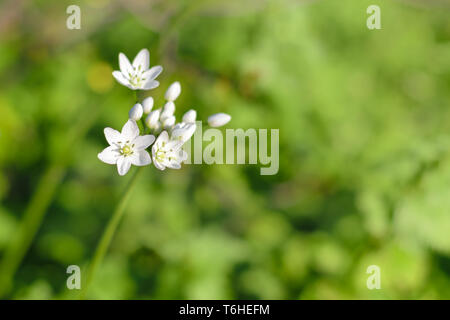 Allium neapolitanum (Neapel, Neapel falsche Knoblauch, Zwiebel, guernsey Stern-von-Bethlehem) Blumen aus der Nähe Stockfoto