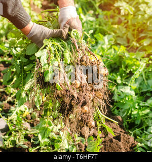 Bauer hält in seinen Händen eine Bush der jungen gelben Kartoffeln, Ernte, saisonale Arbeit im Feld, frisches Gemüse, agro-Kultur, Landwirtschaft, Nahaufnahme, Stockfoto