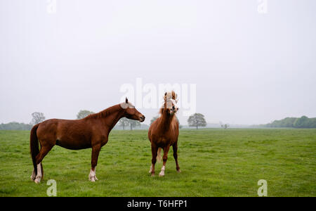 Zwei Kastanien Pferde genießen die Freiheit der offenen Weide auf einem nebligen Morgen auf Figham, Beverley, Yorkshire, UK. Stockfoto