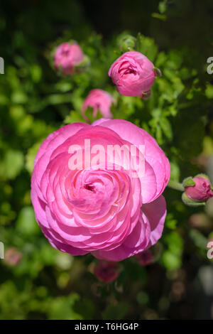 Ranunculus asiaticus Tecolote Rosa (Persisch buttercup) Stockfoto