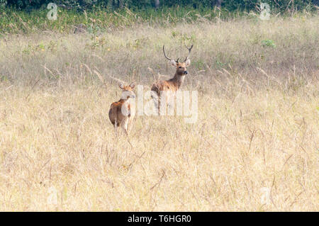 Swamp Deer in Habitat Stockfoto