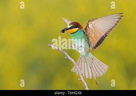 Bee-eater Landung auf einem Zweig mit Biene in Schnabel Stockfoto