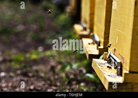 Bienenfarm auf dem Land bei Belgrad. Serbien Stockfoto