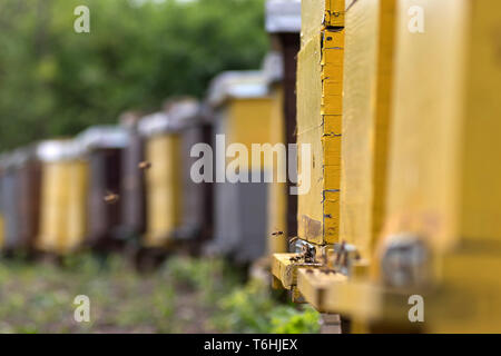 Bienenfarm auf dem Land bei Belgrad. Serbien Stockfoto