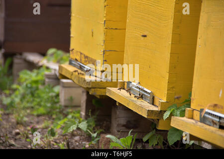 Bienenfarm auf dem Land bei Belgrad. Serbien Stockfoto