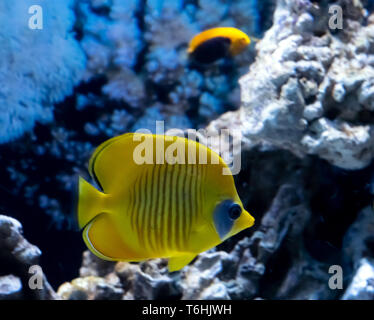 Leuchtend gelbe tropische Fische im Korallenriff Landschaft, Rotes Meer Stockfoto