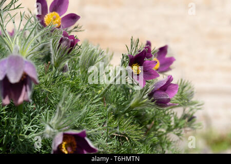 Violett frühling ostern Blumen (Pulsatilla patens) im Garten Stockfoto