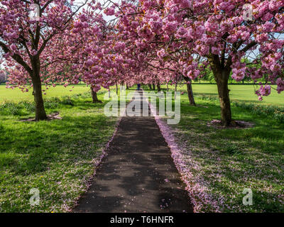 Weg durch die Kirschblüte im Frühling auf der Streu in Harrogate, North Yorkshire England Stockfoto