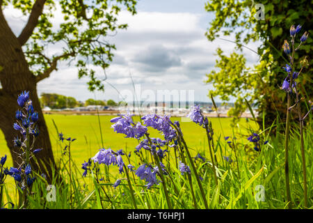 Farbe Landschaft Foto von Spanischen bluebells blühen auf der Bank mit Blick auf die Ausgangsbedingungen, die auf weißen Felsen getroffen, Poole, Dorset, England. Stockfoto