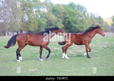 Reinrassige junge Hengste auf grünen Hintergrund Frühling galoppieren. Stockfoto