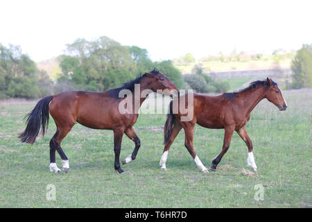 Reinrassige junge Hengste auf grünen Hintergrund Frühling galoppieren. Stockfoto