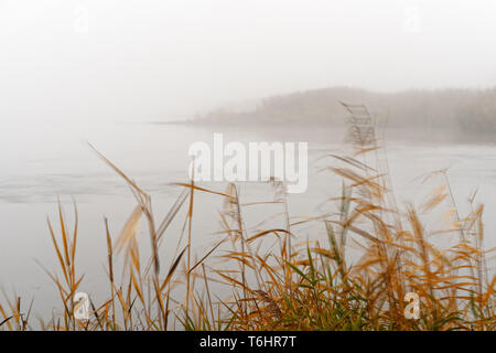 Auf eine sanfte Brise, elegant bewegliche Halme und Gräser am Ufer der Oder im Vordergrund, dichten Morgennebel macht den Hintergrund nur schwach Stockfoto