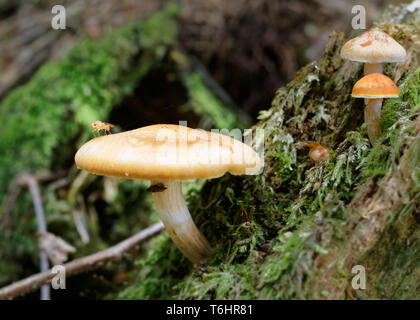 Herbstliche Stimmung: Detailansicht eines Insekts auf einem Pilz, weitere Pilze Turm aus dem Bemoosten Baumstumpf, unscharfen Hintergrund, engen Fokus Bereich Stockfoto