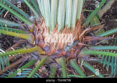 SAGO Palm, Cycas pflanze Knospe kegel Umwandlung in neue Blätter treibt. Stockfoto