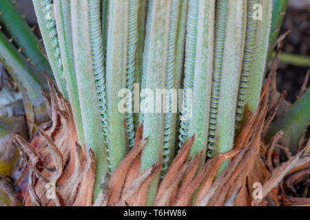 Cycas Palme Pflanze frischen Knospen, die Form der neuen Blätter Stockfoto