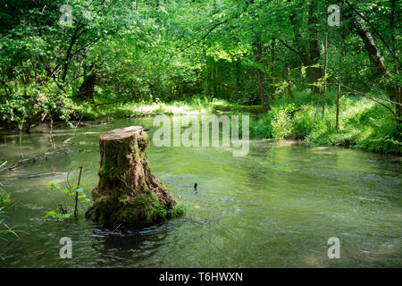 Überflutet Wasserstrom in Wäldern, mit einem Schnitt unten Baum in der Mitte durch Wasser in grüner Landschaft umgeben. Ramo Delizia, Ticino, Italien. Stockfoto