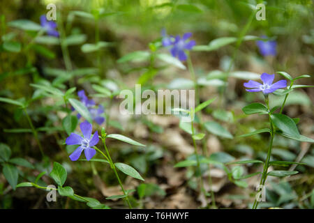 Blau strandschnecken Blumen (VINCA MAJOR) in der Blüte Ende April im Parco Ticino, Italien. Stockfoto