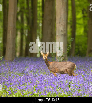 Reh stehend in schöner Frühling Bluebell Woods Stockfoto
