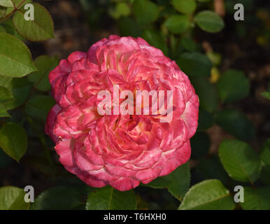 Zinnia, Blume, Blüte, Stockfoto