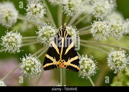 Jersey Tiger, buterfly, Euplagia quadripunctaria Stockfoto