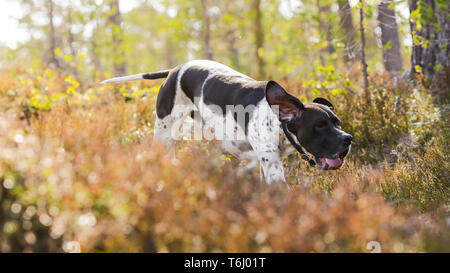 Hund English Pointer im Wald laufen Stockfoto