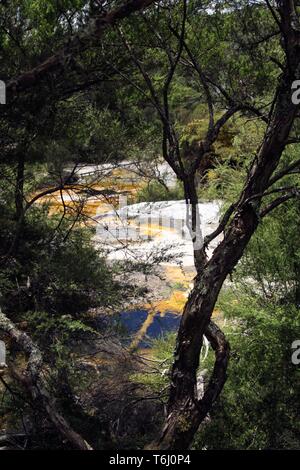 Orakei Korako versteckte geothermalen Tal - Smaragd Terrasse: Blick durch die Bäume auf bunten Regenbogen Sinter überdachte Terrasse mit gelben und weißen microbia Stockfoto