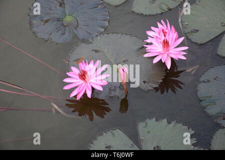 Blick von Angkor Wat in Kambodscha Stockfoto