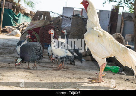 Eine Nahaufnahme der weißen Hahn und behelmten Perlhühner essen Samen. Stockfoto