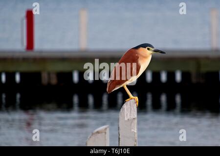 Profil von Nankeen Nachtreiher (Nycticorax caledonicus) auf Post an metung Marina sitzen Stockfoto