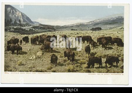 Detroit Publishing Company Ansichtskarte einer Herde Büffel im Fort Yellowstone, Yellowstone National Park, Wyoming, 1914. Von der New York Public Library. () Stockfoto