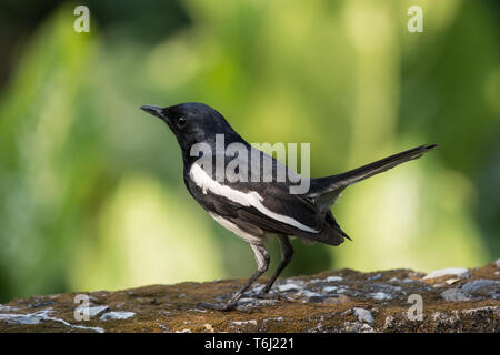 Ein Magpie thront Vogel auf Haus Zaun Stockfoto