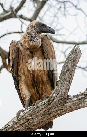 Ein Weiß-backed Vulture im südlichen afrikanischen Savanne Stockfoto