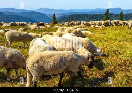 Herde Schafe weidet auf dem Gipfel des Massivs, den Feldberg Hochschwarzwald, Deutschland, Naturpark Südschwarzwald Stockfoto