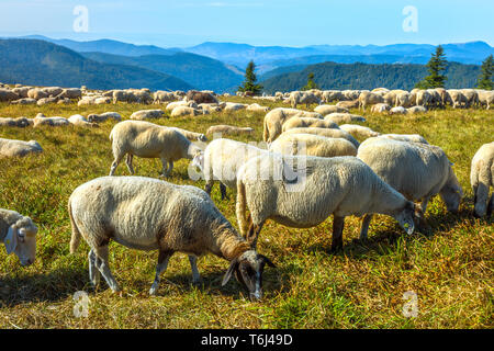 Herde Schafe weidet auf dem Gipfel des Berges, Feldberg, Hochschwarzwald Deutschland, Naturpark Südschwarzwald Stockfoto