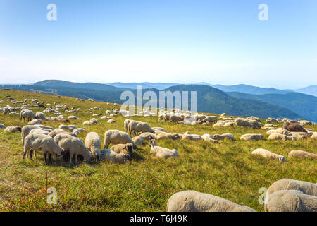 Herde Schafe weidet auf dem Gipfel des Berges, Feldberg, Hochschwarzwald, Deutschland, Naturpark Südschwarzwald Stockfoto