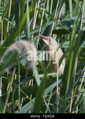 Wenig Rohrdommel, gemeinsame kleine Rohrdommel, Ixobrychus minutus, Zwergrohrdommel Stockfoto