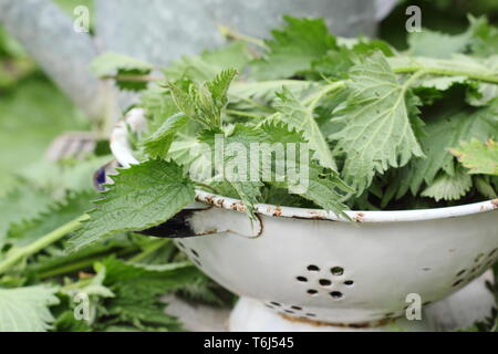 Urtica dioica. Frisch gepflückte Brennnesseln in Sieb für die in flüssige Pflanzendünger Stockfoto