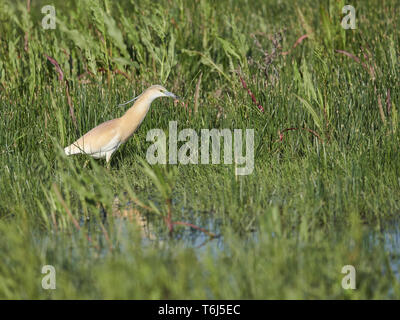 Squacco Heron, Ardeola ralloides, Ost Europa Stockfoto