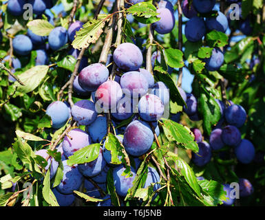 Pflaume, gemeinsame Pflaume, Prunus domestica Subsp domestica Stockfoto