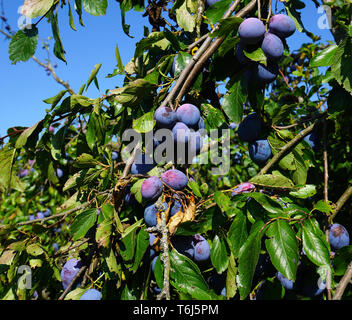 Pflaume, gemeinsame Pflaume, Prunus domestica Subsp domestica Stockfoto