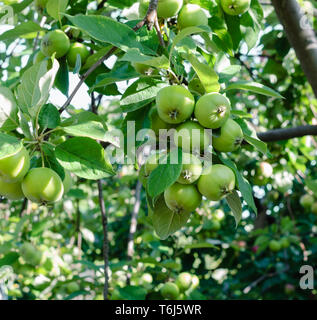 Reife äpfel auf einem Zweig in den Obstgarten Stockfoto